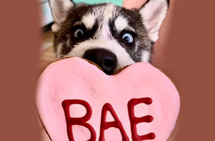 Indulge Your Furry Valentine: Treat Your Pup with Love from Dog Cake Bakery!