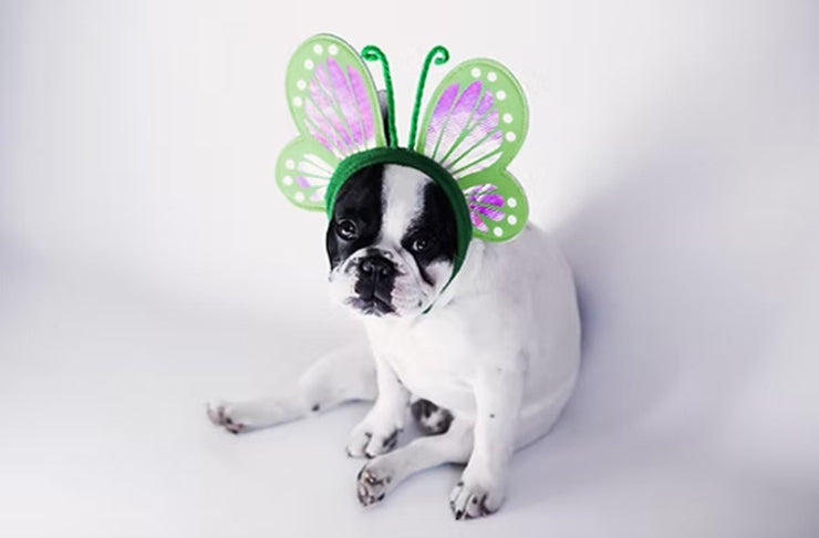 Dogs Delight in Fall Treats: Unmasking the Halloween Tradition of Pet Costumes
