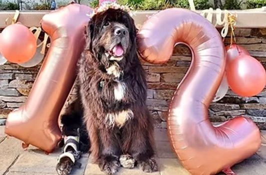 Celebrate National Dog Party Day with Irresistible Dog Birthday Cakes and Delights