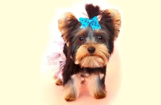 National Yorkshire Terrier Day | Jan 22nd