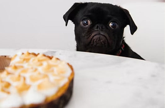 Pet Health tips for 2023!