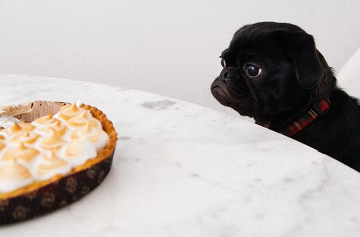 Thanksgiving with Dogs: Celebrating with Our Furry Family Members