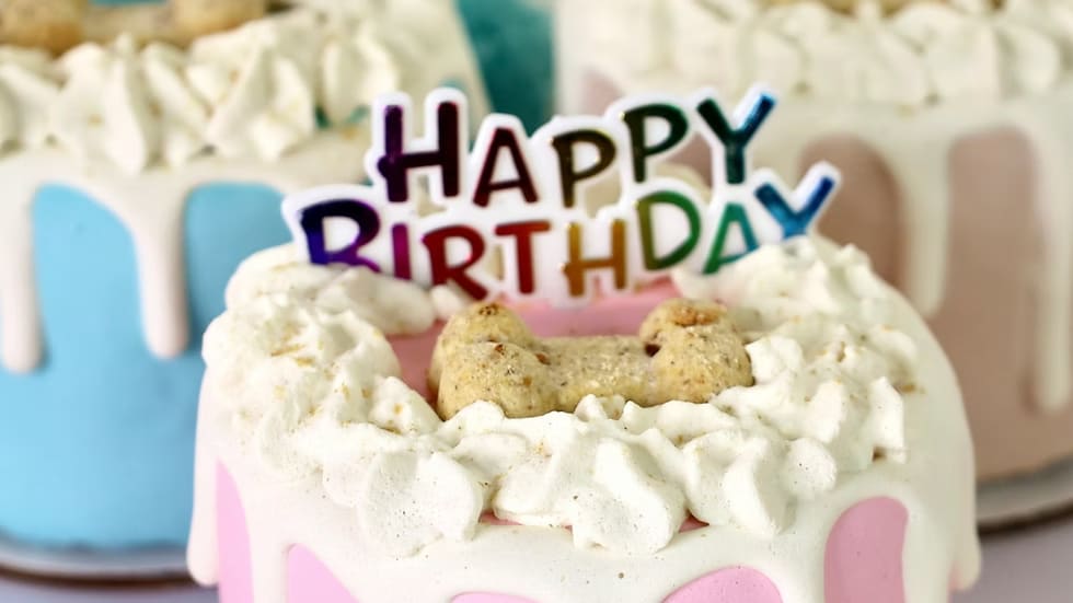 Dog Cakes | Dog Birthday Cakes | 4 Inch Drip Cake